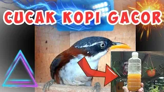 Download CARA MERAWAT BURUNG CUCAK KOPI AGAR GACOR RAJIN BUNYI MP3