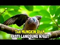 Download Lagu Suara Burung Tekukur Gacor Paling Ampuh Untuk Pikat