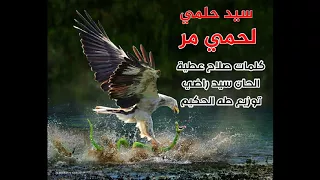 انا لحمى مر   كلمات صلاح عطية دندنها