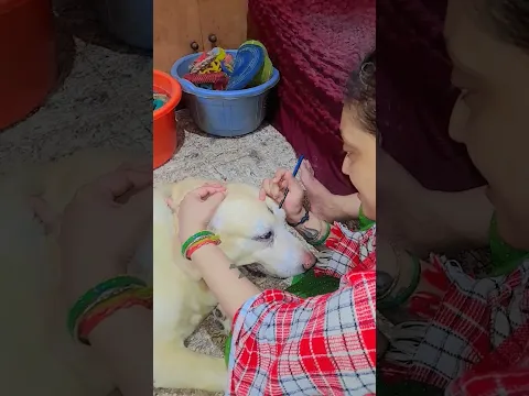 Coco the Kutta 🦮🐕🦺🐶🥰😍🥰😍 #shorts #lovecoco #cocomelon #dogeshbhai #dogparents #funnydogs #doggolife