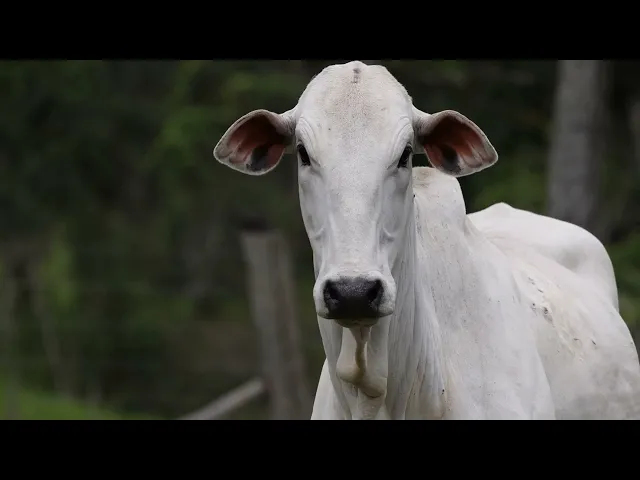 Novilha Nelore ACSM - 240