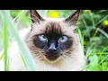 Balinese Cat Facts Color Personality Cat Breed