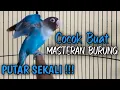Download Lagu Masteran burung Lovebird,suara burung Lovebird ngekek panjang