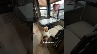 This Means War! 🎈🔥🐶 😂