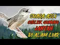 suara pikat ciblek gunung jantan, cocok buat pikat cigun liar