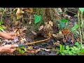 Download Lagu PEMANCING IKAN LEMBAT | MANCING IKAN LEMBAT DAPAT PREDATOR DI LUBANG MISTERIUS | fishing 2025