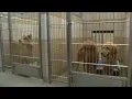 Lubbock Animal Services