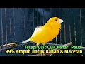 Download Lagu Kenari gacor PAUD cuit cuit NgeroL - Pancingan kenari paud belajar bunyi \u0026 Ampuh untuk KENARI MACET