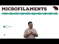 Microfilaments