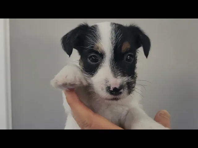 動画