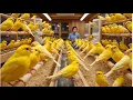 Lagu Inside a Massive Canary Farm – Daily Care, Breeding \u0026 Smart Systems