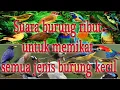 Lagu Suara Burung Ribut Untuk Memikat Semua Jenis Burung Kecil