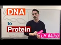 DNA Transcription and Translation DNA to Protein