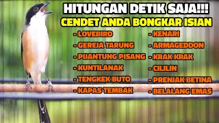 masteran burung cendet juara full tembakan terbaik sepanjang masa