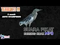Download Lagu suara pikat burung koak malam hari #pikat #burungkoak