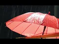 Umbrella Rain Sound ASMR | Gentle rain falls on the umbrella