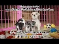 MERLE MINI SCHNAUZER PUPPIES FOR SALE GEORGIA LOCAL BREEDERS NEAR ATLANTA GA
