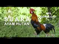 Download Lagu Suara Ayam Hutan Jantan Cocok Untuk Pikat
