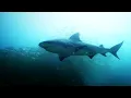 Why Are Shark Attacks Increasing in Australia Shocking 2020 Stories