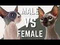 Male Sphynx VS Female Sphynx Cat - Compare and Contrast