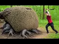 Download Lagu Harvesting 1000+ Giant BeeHive Yam \u0026 Go to Market Sell | Big Python attacks | Susan Daily Life