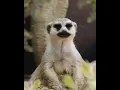 Download Lagu Musang bernyanyi