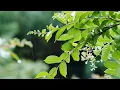 Download Lagu 4K Relaxing Nature Sounds - Short Video Clips of Nature