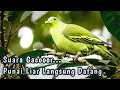 Download Lagu Suara pikat burung punai paling ampuh | sekali putar punai langsung pada datang semua