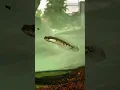 Download Lagu https://vt.tiktok.com/ZSDpYmGK2/ #cabaymau #channa #caloc #aquarium #caloccanh #guppy #koi #fish