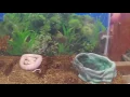 My Favorite Pet Shop in Saint Joseph Missouri