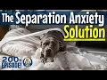Solve Your Dog s Separation Anxiety With FRIDA Expanding Calm With Functional Relaxation