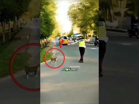 Cat scared to walk 🥺 Then He Did THIS ! 😍 #shorts #viral