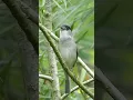Download Lagu Burung Blackcap Bernyanyi | Suara Burung