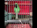 cucak ijo jamtrok isian kenari