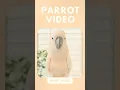 Download Lagu LABUBU BIRD🦜#birds #parrot #funny #cockatoo #pets #training #loro #labubu