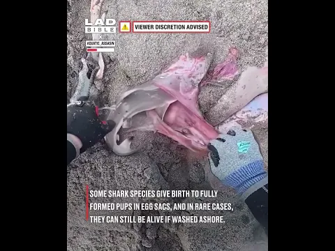 Diver saves babies from inside beached shark 😮🦈