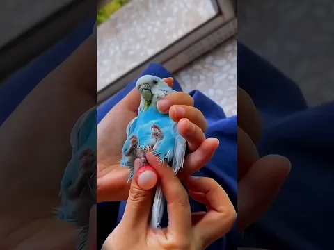 How He Saved a Motherless Parrot 🐣#shorts