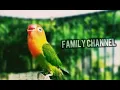 Download Lagu Pancingan Lovebird faigter ngekek panjang