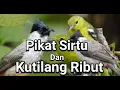 Download Lagu Suara Pikat Burung Sirtu Kombinasi Kutilang Ribut