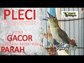 Download Lagu (Mencos) Pleci Auriventer Gacor Ngalas Speed Rapat Cocok Untuk Masteran (Auri , Mata puteh Bukpar)