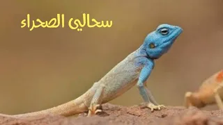 الصف الرابع الابتدائي علوم سحالي الصحراء 2022 