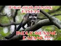 Download Lagu Suara anak musang pandan || pikat induk musang