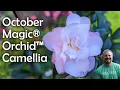 Download Lagu October Magic® Orchid™ Camellia
