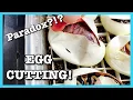 BALL PYTHON EGG CUTTING Cutting Clutch 2020