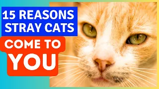 15 reasons cats are drawn to you you re their ultimate magnet 
