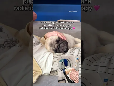 A little update (more in the comments) ❤️‍🩹 The BEST therapy PUGS 🥰 #cancer #fightcancer
