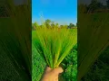 Download Lagu satisfya -imran khan #satisfya song #nature WhatsApp status#nature ringtone #viral#shorts #ytshorts#