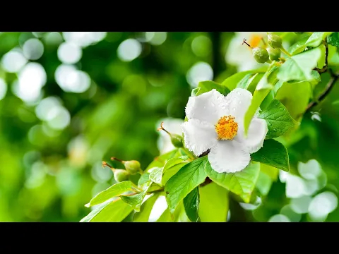 Download MP3 Morning Relaxing Music - Beautiful Piano Music for Stress Relief (Newtown)