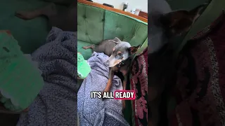 subscribe !! #fypシ #dream #pets #doberman #fyp