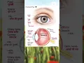 Download Lagu Human eyes anatomy in hindi and english parts name's  | anatomy of the human eyes structure #eyes